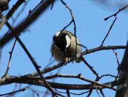 251213 sijyuukara ga jyorougumo wo ashide osaete iru s-IMG_9106 copy.jpg