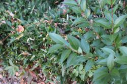 251213 tounezumimochi ga okamezasa no uekomi kara deteiru s-IMG_9459.jpg