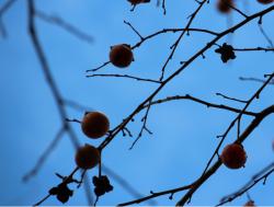 251220 heta no bubun ga edani nokotte iru s-IMG_0219 copy.jpg