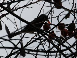 251220 hiyodori ga kakinoki no kajitsu wo tabete iru s-IMG_0104 copy.jpg