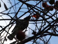 251220 hiyodori no 1kotai me ga kakinoki no kajitu wo tsutsuite iru s-IMG_0017 copy.jpg