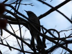 251220 hiyodori s-IMG_9981 ccopy.jpg