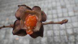 251220 kakinoki no kajitsu no heta s-IMGP0134.jpg