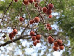 251220 kakinoki no kajitsu s-IMG_0206 copy.jpg