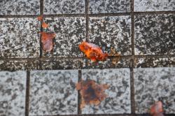 251220 kakinoki no kajitu ga ochite iru s-IMG_0197.jpg