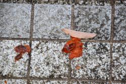 251220 kakinoki no kajitu ga ochite iru s-IMG_9951.jpg