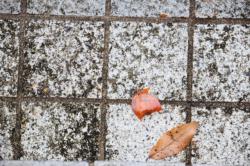 251220 kakinoki no kajitu ga ochite iru s-IMG_9952.jpg