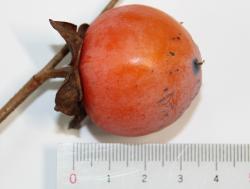 251221 kakinoki no kajitsu no ookisa 3.5cm IMG_0306 copy.jpg