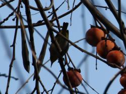 251223 kakinoki no eda ni iru kotori s-IMG_0349 copy2.jpg