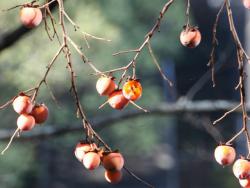 251223 kakinoki no kajitsu no ichiba ga kuwarete iru s-IMG_0430 copy.jpg