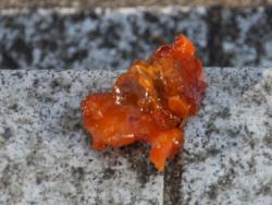 251223 kakinoki no kajitsu no ochita kaniku  s-IMG_0436 copy.jpg