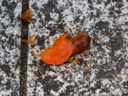 251223 kakinoki no kajitsu no ochita kaniku s-IMG_0439 copy.jpg