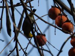 251223 kakinoki no kajitsu wo tabete iru mejiro  s-IMG_0351 copy.jpg