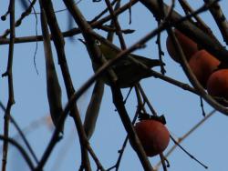 251223 kakinoki no kajitsu wo tabete iru mejiro  s-IMG_0421 copy2.jpg