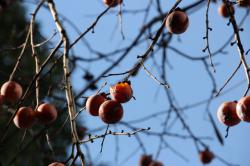 251223 kakinoki s-IMG_0442.jpg