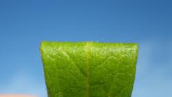 251227 hiradotsuji no ha wo orimagete ke wo miru s-IMGP0008.jpg