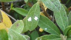 251227 hiradotsutsuji no ha ni yuki s-IMGP0200.jpg