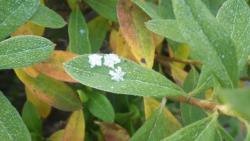 251227 hiradotsutsuji no ha ni yuki s-IMGP0210.jpg