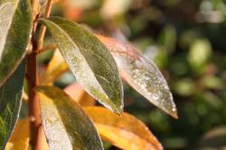 251227 hiradotsutsuji no ha no shimo ga toketa s-IMG_0590.jpg