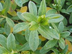 251227 hiradotussuji no ha ni siko s-IMGP0207 copy.jpg