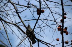 251227 hiyodori ga kakinoki no eda ni iru s-IMG_0704.jpg