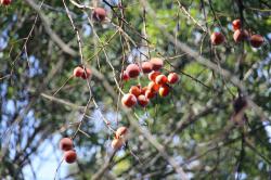 251227 kakinoki no eda saki no kajitsu s-IMG_0717.jpg