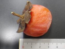 251227 kakinoki no kajitsu s-IMGP0014 copy.jpg