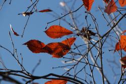 251206 konara no eda saki (4kai iriguchi chikaku) s-IMG_8052.jpg