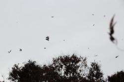 251203 keyaki no  hatsuki koeda ga sora ni matteiru s-IMG_7337.jpg