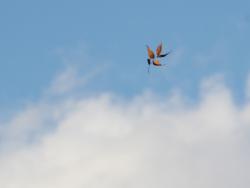 251203 keyaki no  hateuki no koeda s-IMG_7526 copy.jpg