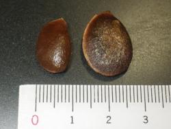 251227 chiisai kaki to tsuujyou no kaki no syushi no hikaku s-IMGP0006 copy.jpg