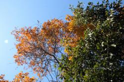 251213 konara to arakasi no kouboku -IMG_9371.jpg