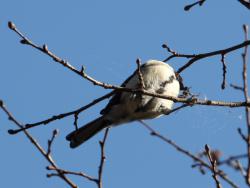 251213 sijyuukara ga jyorougumo wo kuwaete iru s-IMG_9080 copy.jpg