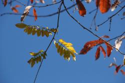 251206 fuji no ha (4kai iriguchi chikaku) s-IMG_8002.jpg