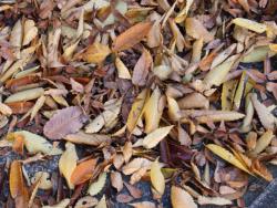 251221 jetaju no ochiba  s-IMG_5730 copy.jpg