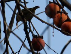 251223 kakinoki no kajitsu wo mejiro ga tabeteiru  s-IMG_0369 copy2.jpg