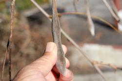 251213 fuji no kajitsu s-IMG_9306.jpg