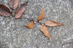 251221 keyaki no kareta ha tsuki no koeda  s-IMG_5735.jpg