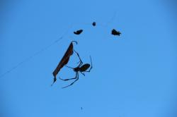 251206 konara no ha to jyorougumo s-IMG_8218.jpg