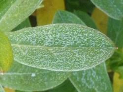 251227 hiradotussuji no ha ni siko s-IMGP0207 copy2.jpg