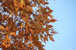 251121 keyaki no orennji yo s-IMG_5728.jpg