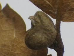 251203 keyaki no kajitsu s-IMGP0124 copy.jpg