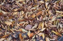 251121 keyaki no ochiba  s-IMG_5730.jpg