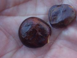 s-180306 fuji no syushi s-IMGP6993.jpg