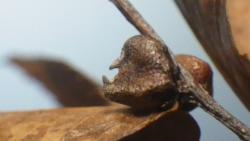 s-251128 keyaki no kajitu ( hiyoko no kao ) IMGP0067.jpg