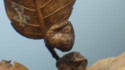 s-251128 saru no kao IMGP0077.jpg