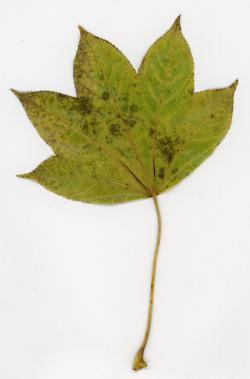 s-251203 harigiri no ochiba (5tsu) ura 0063.jpg