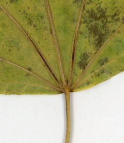 s-251203 harigiri no ochiba (5tsu) ura 0071.jpg