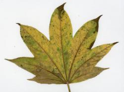 s-251203 harigiri no ochiba (7tsu) ura 0069.jpg