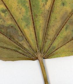 s-251203 harigiri no ochiba (7tsu) ura 0070.jpg